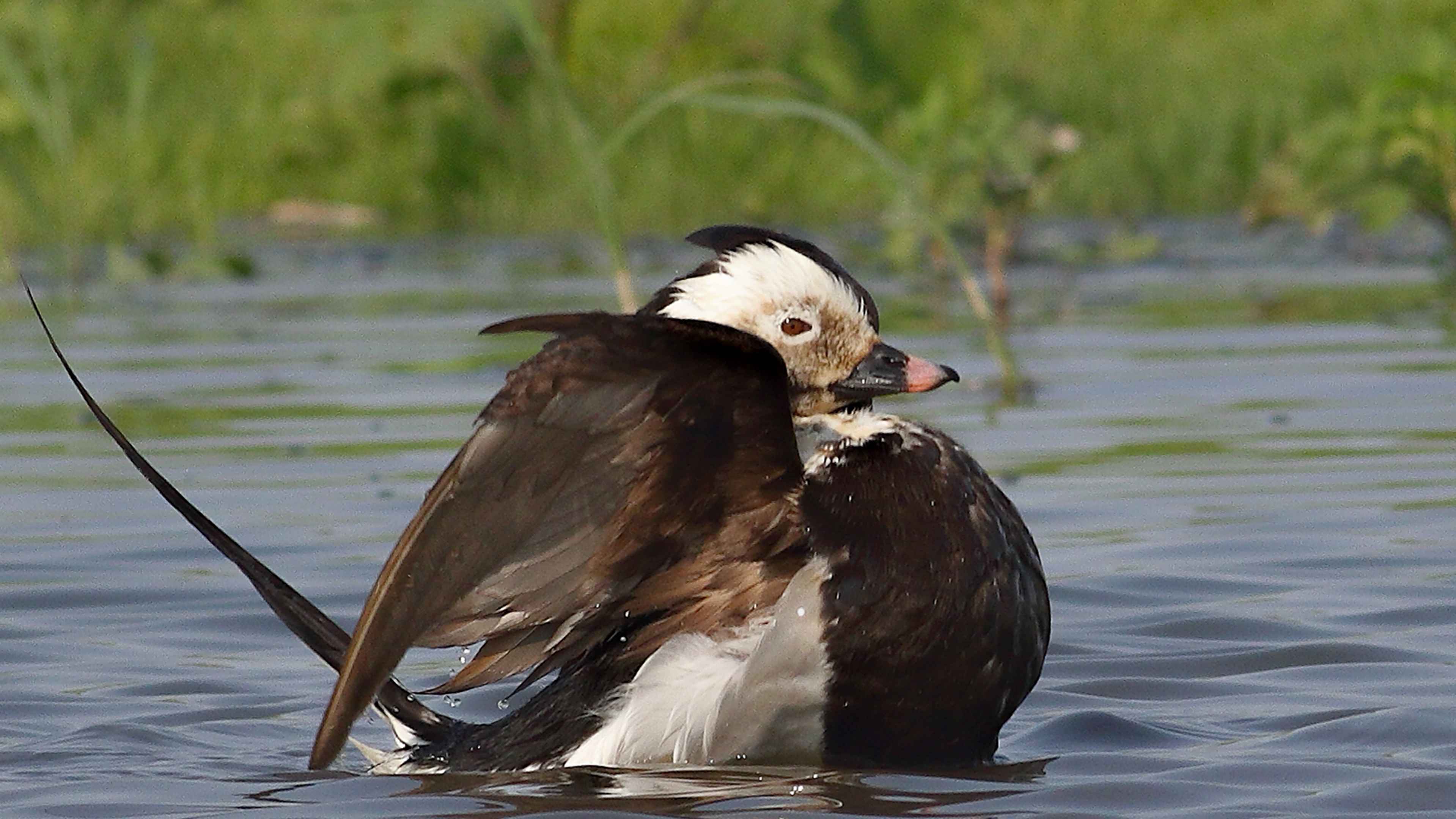 Long-tailed Duck